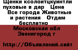 Щенки ксолоитцкуинтли пуховые в дар › Цена ­ 1 - Все города Животные и растения » Отдам бесплатно   . Московская обл.,Звенигород г.